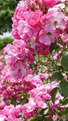 공원에 핀 장미