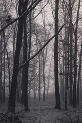 Misty Winter Forest with Bare Trees and Snow