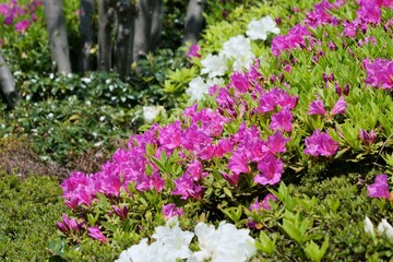 植え込みのツツジが咲いている