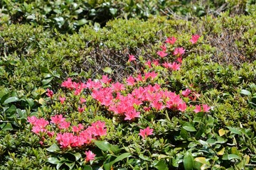 植え込みのツツジが咲いている