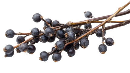 Close-up Buckthorn Purging Isolated on White Background for Health and Wellness Concepts