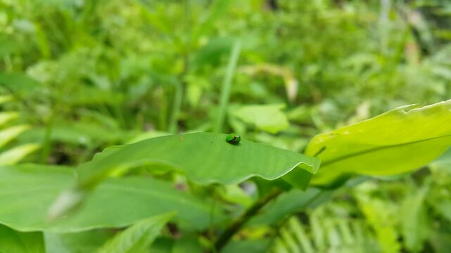 The Green Rounded Planthopper is camouflaged on dark green leaves that match its color. 4k footage on the mountain. This odd little planthopper is known from Sumatra and Java (west and central).