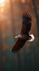Obraz premium an eagle flies over the forest
