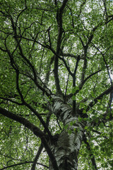 Fototapeta premium Looking Up at a Majestic Birch Tree Canopy