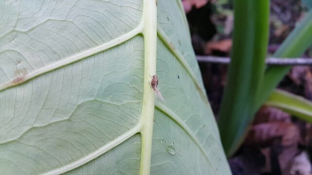 Aesthetic 4k footage, The tiny planthopper nymph long tail walking on a leaf. Focus on foreground. Perfect for a documentary about the beauty of the mountains. Scolypopa australis, Passionvine hopper