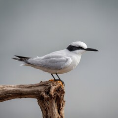 Fairy Tern bird on piece of wood