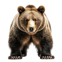 Obraz premium Wild bear png brown bear png forest animal png grizzly bear png wildlife predator png powerful beast png rugged mammal png nature wildlife png white background image