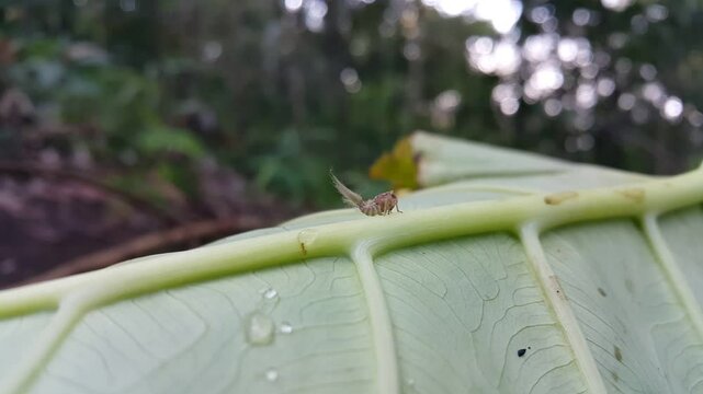 Scolypopa australis, commonly known as the passionvine hopper, is a species of insect in the Ricaniidae family of planthoppers that is native to Australia and was introduced to New Zealand.