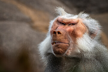 Intense Close-up of a Baboon’s Face with White Fluffy Fur and Narrowed Eyes