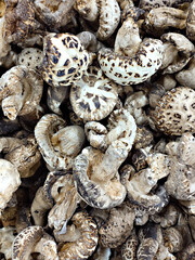A pile of dried shiitake mushrooms, a staple ingredient in Asian herbal cuisine.
