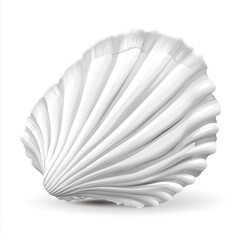 Realistic scallop shell illustration