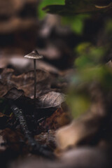 Tiny Mushroom Growing Among Fallen Autumn Leaves