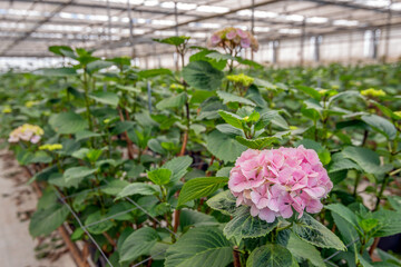 Large pink blooming Hydrangea flower in a specialized Dutch nursery of Hydrangea cut flowers.