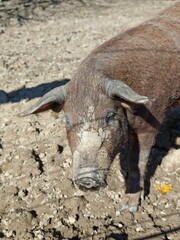 Cute Mangalica Piglet on a Farm