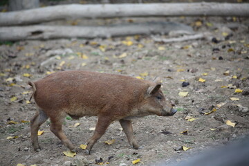 Fototapeta premium Fluffy Mangalica Piglet Close-Up
