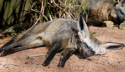 Fototapeta premium Otocyon, a small desert fox, uses its large ears to regulate its temperature