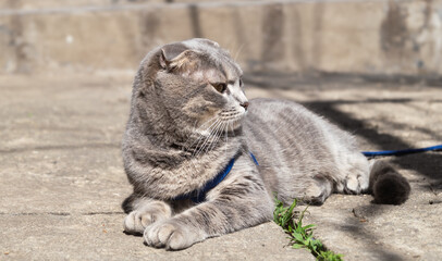 Gray british shorthair cat with a blue leash lies in the sun outside
