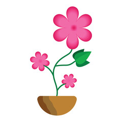 Pink flower blooming in a pot with spring garden vibes and floral decoration.