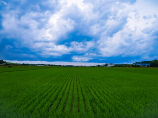 Obraz premium green field and blue sky