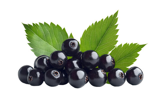 A cluster of ripe black chokeberries or elderberry with vibrant green leaves, isolated on a white transparent background.