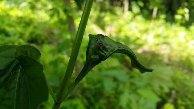 Aesthetic footage, Rhagoletis pomonella on old green leaves. 4k footage focused on the foreground. Perfect for a documentary about the beauty of the tropical rainforest. zebra fly, Peacock fly