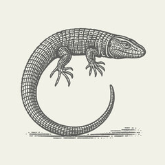 Caiman Lizard. Vintage woodcut engraving linocut style vector illustration.