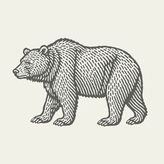 Brown Bear. Vintage woodcut engraving linocut style vector illustration.
