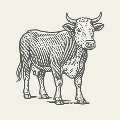 Cow. Vintage woodcut engraving linocut style vector illustration.