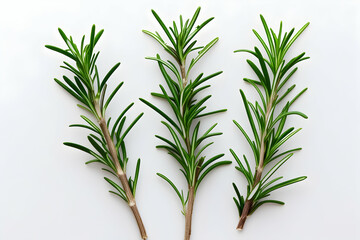 Fototapeta premium Set, Collection of fresh rosemary leaf herbal isolated on transparent background. Rosemary twig and leaves. Nature-inspired healthy food, diet design elements, cut out, PNG, clipping path .