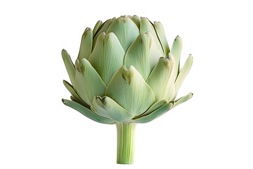 Obraz premium Single fresh green artichoke with detailed texture isolated on white transparent background. Concept of healthy eating, organic food, and vegetarian diet
