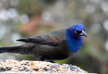 A bronze grackle in the garden, Sainte-Apolline, Québec, Canada
