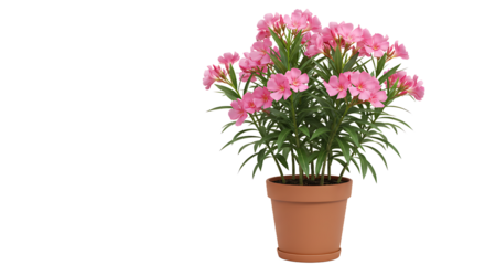 A potted oleander plant with pink flowers and green leaves against a black background in a studio shot