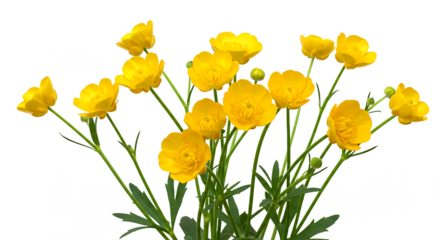 A cluster of bright yellow buttercup flowers with green stems against a black background image scene