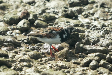 Final Forage – Turnstone in the Light