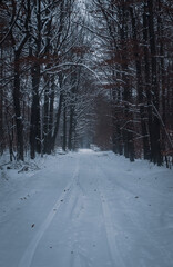 Snow-covered forest road leading to clearing in winter