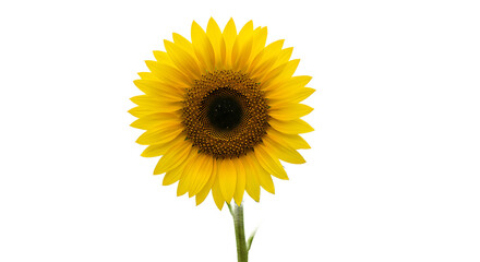 Obraz premium A single sunflower with yellow petals and a brown center on a green stem isolated on black background