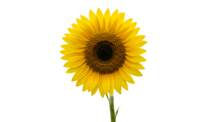 A single sunflower with yellow petals and a brown center on a green stem isolated on black background
