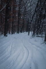 Snowy forest trail with ski tracks and tall trees