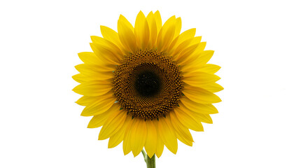 A vibrant sunflower with yellow petals and a dark center against a black background in full bloom view