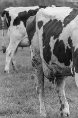 Kühe auf einer Weide im Münsterland