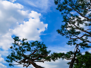 tree in the sky  sky and clouds  and tree
