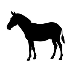 Isolated zebra vector illustration standing animal silhouette black and white art design graphic image
