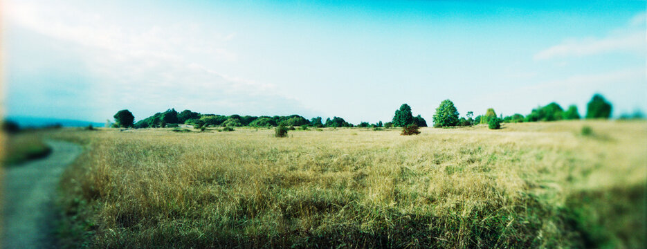 Trees in a field, Discovery Park, Seattle, Washington State, USA.