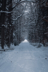 Snowy forest road leading through winter woodland