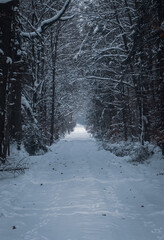 Snowy forest road leading through winter woodland