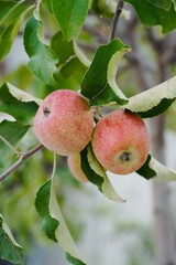 Ripe Fuji Apples Growing on the Tree.