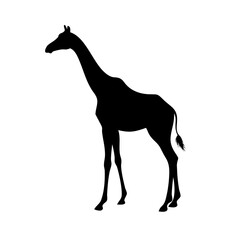 Giraffe silhouette vector illustration african wildlife animal safari zoo nature mammal tall neck long legs art design graphic isolated background
