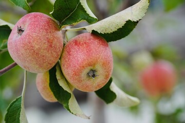 Ripe Fuji Apples Growing on the Tree.