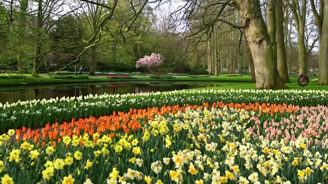 famous Dutch Keukenhof garden in bloom in the Netherlands in spring, gimbal shot of a blossoming tulip flowerbed in Dutch flower garden in Holland