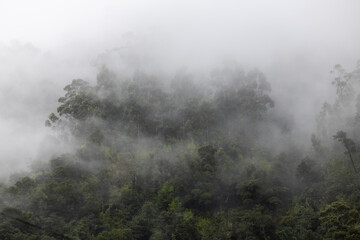In the Embrace of Fog – Madeira’s Mountains at Dawn